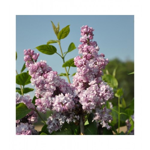 Alyva ant koto ( lot.Syringa  vulgaris) Duch DE Masa
