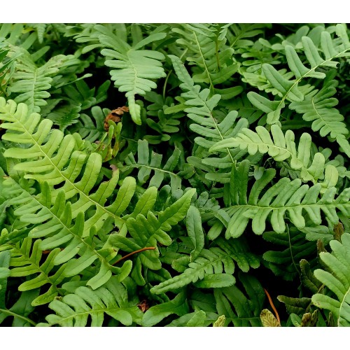 Paprastoji sertve (lot. Poldypodium vulgare)