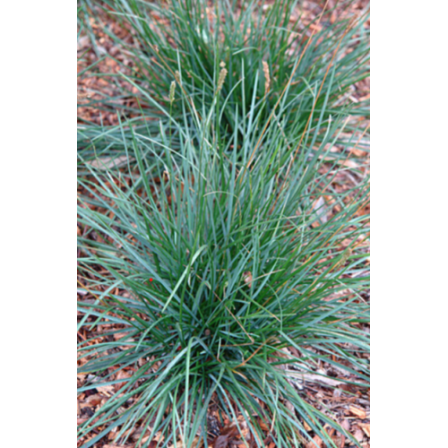 Melitas  melsvasis ( lot. Sesleria caerulea) 