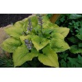 Melsvė ( lot. Hosta) Shadowland cost to cost