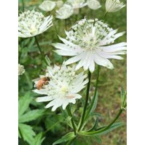 Astrancija didžioji ( lot. Astrantia major) Alba
