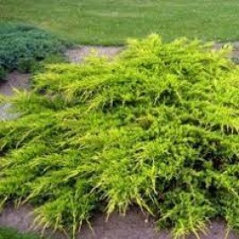 Kadagys (lot. Juniperus media) Sheridan Gold