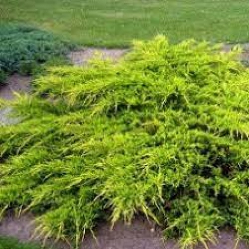 Kadagys (lot. Juniperus media) Sheridan Gold