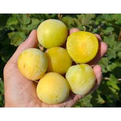 Slyva azijietiška ( lot.Prunus salicina) Shiro