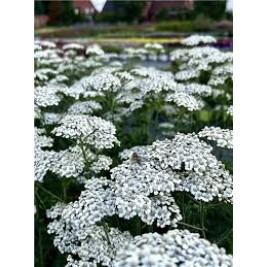 Kraujažolė paprastoji (lot. Achillea millefolium)  Schneetaler 