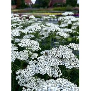 Kraujažolė paprastoji (lot. Achillea millefolium)  Schneetaler 