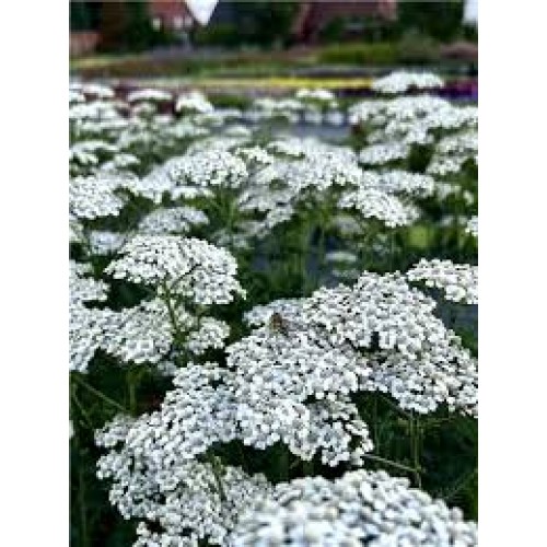 Kraujažolė paprastoji (lot. Achillea millefolium)  Schneetaler 