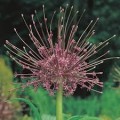 Dekoratyvinis česnakas (lot.Allium)  Schubertii, 30 vnt