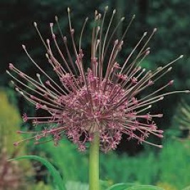 Dekoratyvinis česnakas (lot.Allium)  Schubertii, 30 vnt Dekoratyvinis česnakas (lot.Allium)  Schubertii, 30 vnt