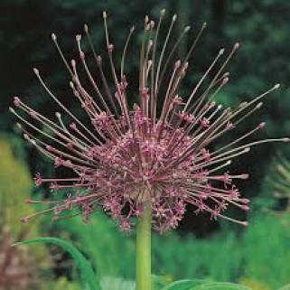 Dekoratyvinis česnakas (lot.Allium)  Schubertii, 30 vnt vazonuose