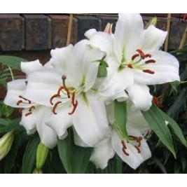 Lelijos ( Lot. Lilium) Siberia ,  Lelijos ( Lot. Lilium) Siberia ,