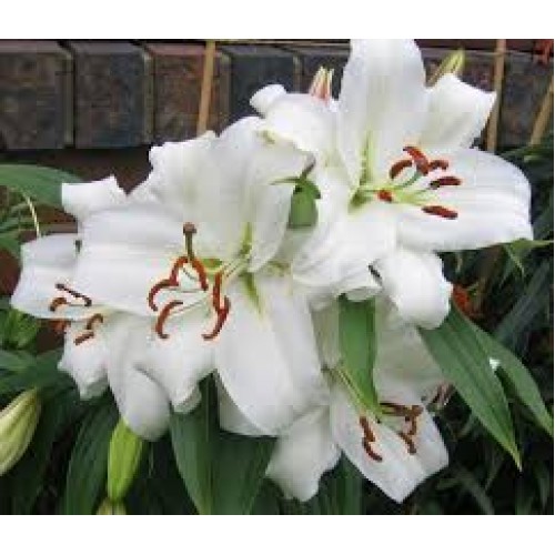 Lelijos ( Lot. Lilium) Siberia , 