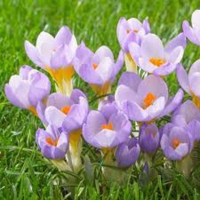 Krokai pavasariniai ( lot. Crocus sieberi) Firefly, 20 vnt