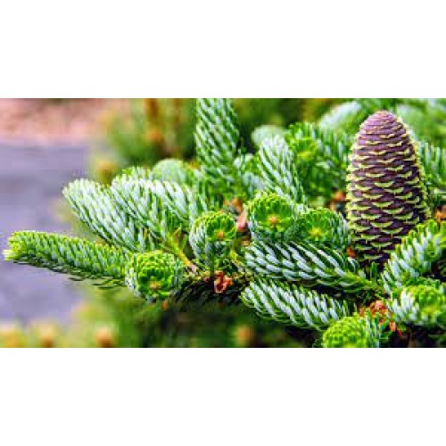 Kėnis korėjinis( lot. Abies koreana) Silberlocke 