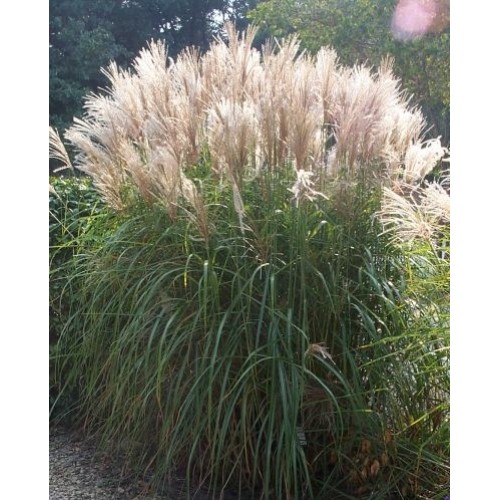 Miskantas kininis ( lot. Miscanthus chinensis ) Silberfeder