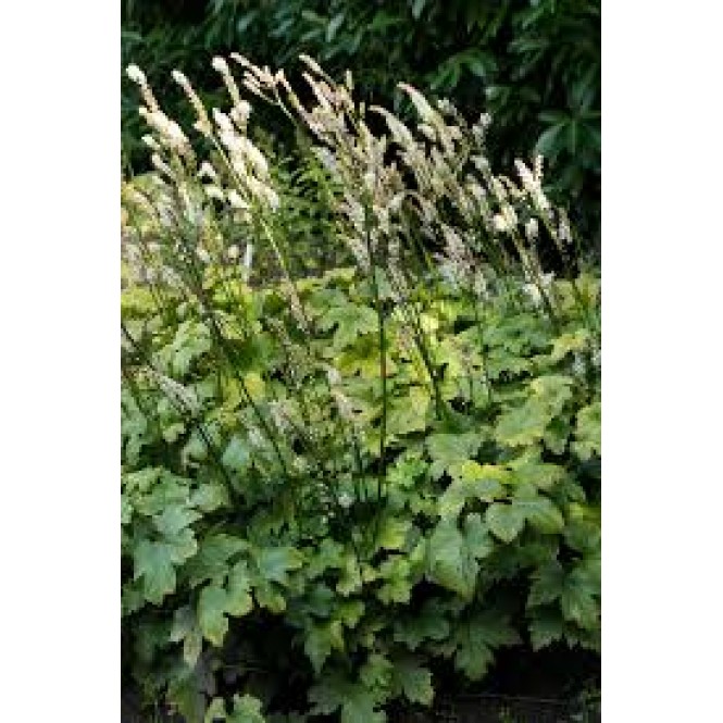 Juodžolė ( lot.Actaea  japonica) Silver Dance