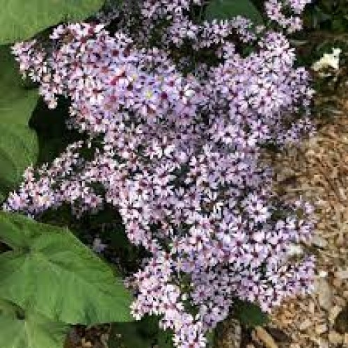 Astras širdžialapis ( lot. Aster cordifolius ) Silver Spray