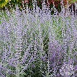 Mėlesas ( lot. Perovskia atriplicifolia ) Blue Steel