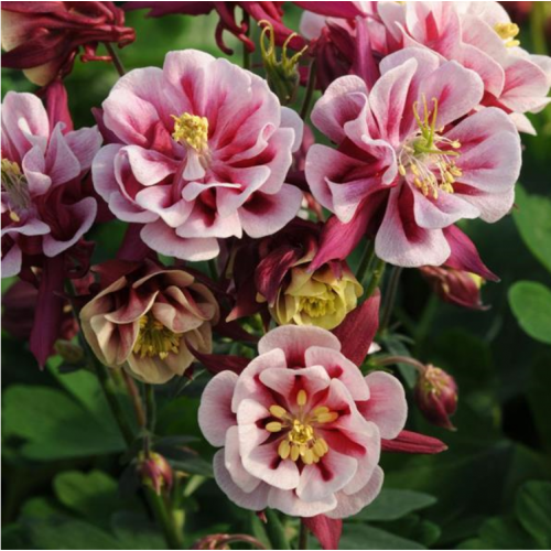 Sinavadas  (lot.Aquilegia caerulea) Winky Double Red & White 