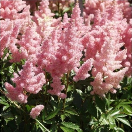 Astilbė arendso (lot. Astilbe arendsii) Sister Theresa