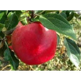 Obelis ( lot. Malus domestica) Skaistis