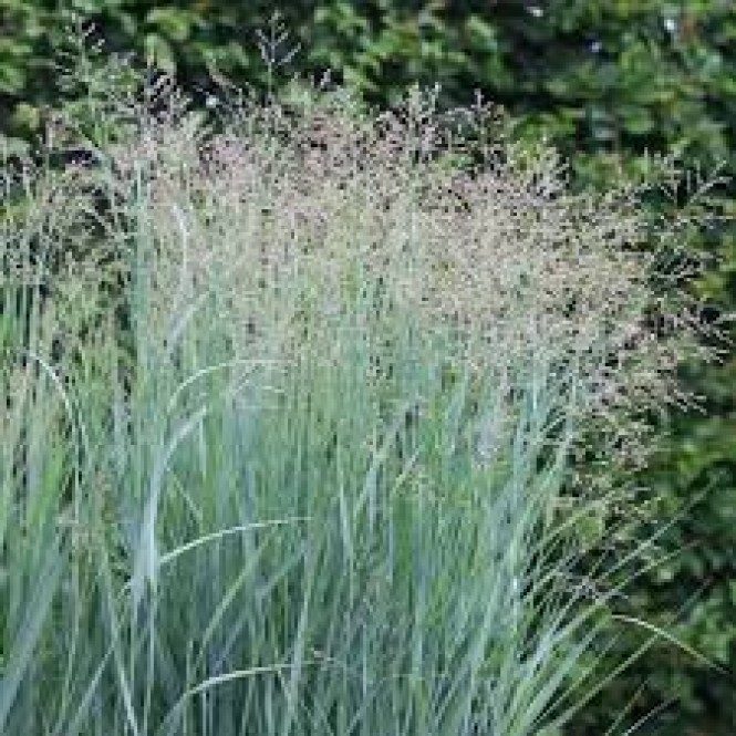 Ryškėtoji sora ( lot. Panicum virgatum) Prairie Sky