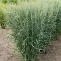 Ryškėtoji sora ( lot. Panicum virgatum) Prairie Sky