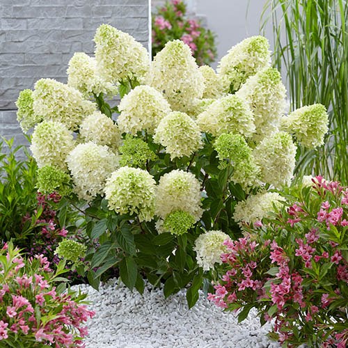 Hortenzija šluotelinė ( lot. Hydrangea paniculata) Skyfall