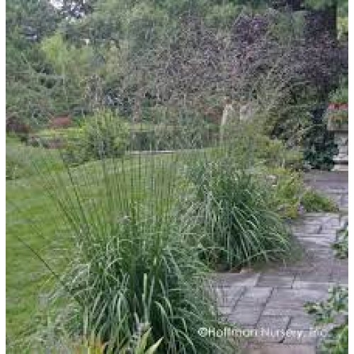 Melvenė nendrinė ( lot. Molinia arundinacea) Skyracer