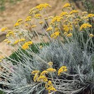 Italinis šlamutis ( lot. Helichrysum italicum)
