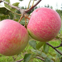 Obelis vasarinė ( lot. Malus domestica) Slava pobediteliam