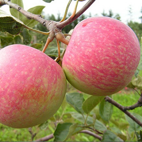 Obelis vasarinė ( lot. Malus domestica) Slava pobediteliam