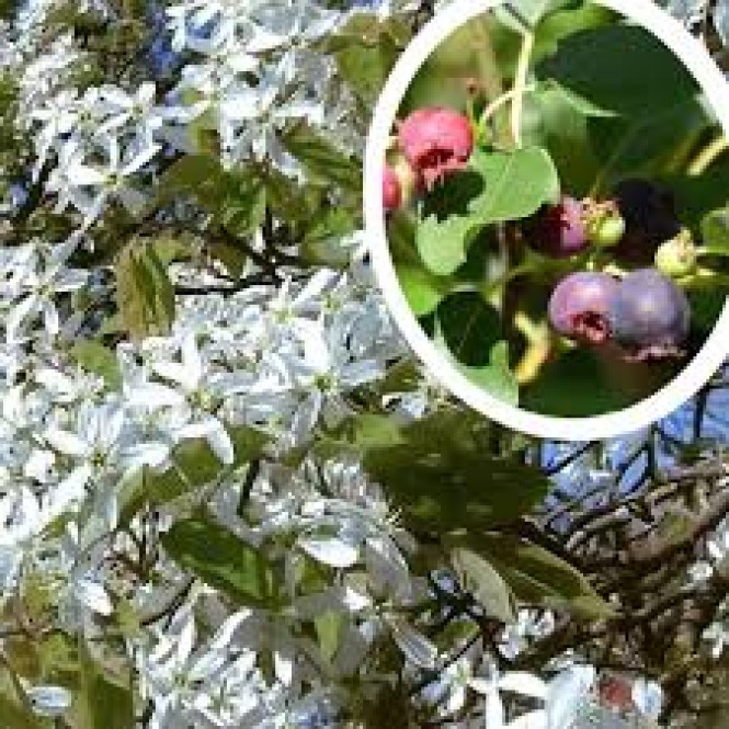 Medlieva alksnialapė( lot. Amelanchier alnifolia) Sleyt