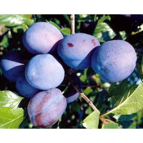Slyva  ( lot.Prunus cerasifera)  Blue Free