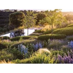 Kokius augalus sodinti šlaite? 13 patikimiausių pasirinkimų