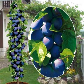 Slyva koloninė ( lot.Prunus domestica ) Fruca Slyva koloninė ( lot.Prunus domestica ) Fruca