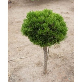 Pušis ant koto ( lot. Pinus leucodermis )  Smidtii