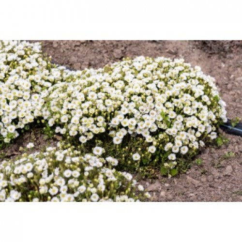 Smiltė kalninė (lot. Arenaria montana)