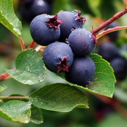 Medlieva alksnialapė( lot. Amelanchier alnifolia) Smoky