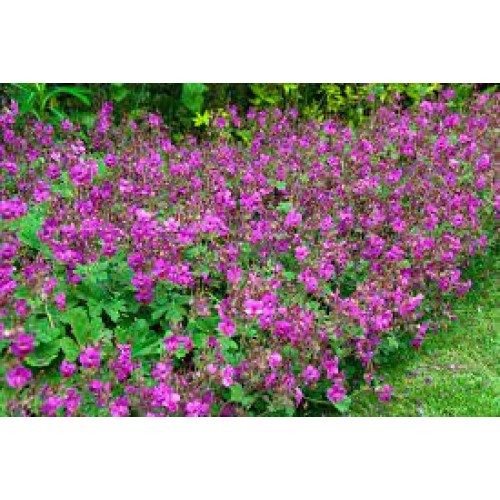 Snaputis stanbiašaknis (lot. Geranium x macrorrhizum)  Bevan's Variety