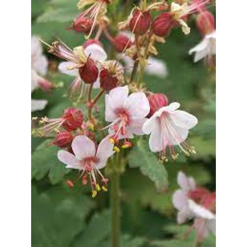 Snaputis stambiašaknis (lot. Geranium x macrorhizum) Spessart