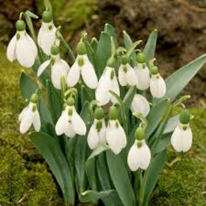 Snieguolės graikinės ( Gallanthus elwessi) , 100 vnt