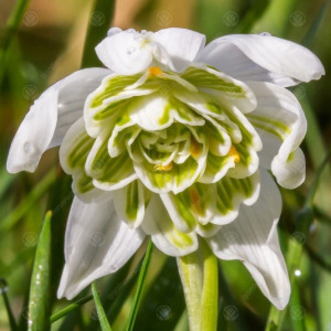 Snieguolės ( Gallanthus nivalis) Flore Pleno, 500 vnt