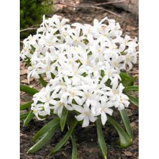 Sniegžydrės (lot. Chionodoxa luciliae), Alba,  1000 vnt
