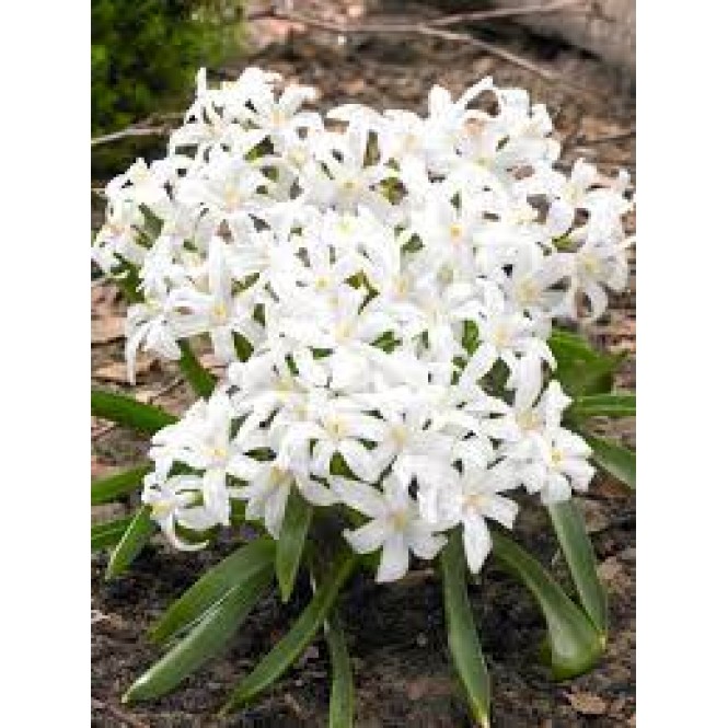 Sniegžydrės (lot. Chionodoxa luciliae), Alba,  1000 vnt