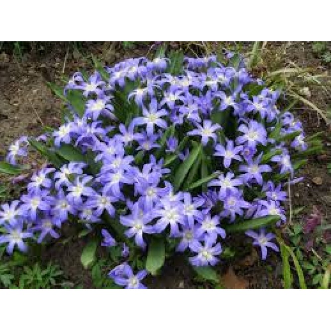 Sniegžydrės (lot. Chionodoxa luciliae),  20 vnt