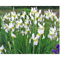 Vilkdalgis sibirinis  (lot. Iris sibirica ) Snow Queen