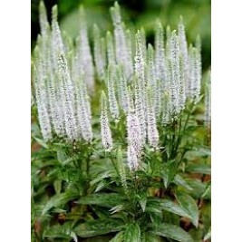 Veronika varpotoji  (lot. Veronica spicata) Snow Candles