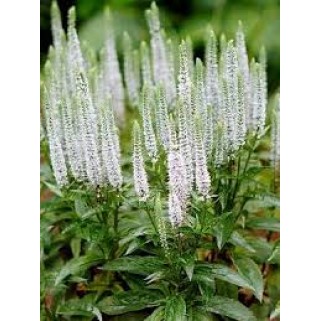 Veronika varpotoji  (lot. Veronica spicata) Snow Candles