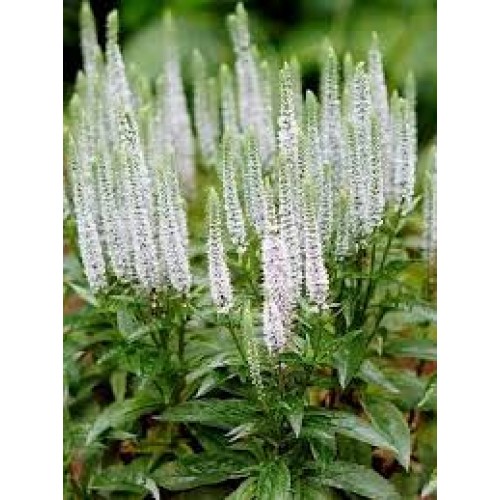 Veronika varpotoji  (lot. Veronica spicata) Snow Candles